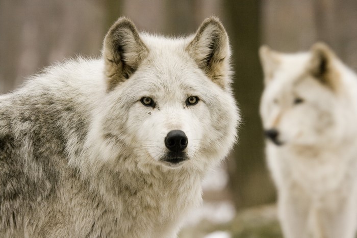 4K Wolves