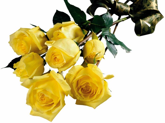 Yellow roses with a decorative ribbon