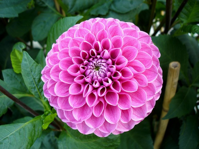 Pink Dahlia flower