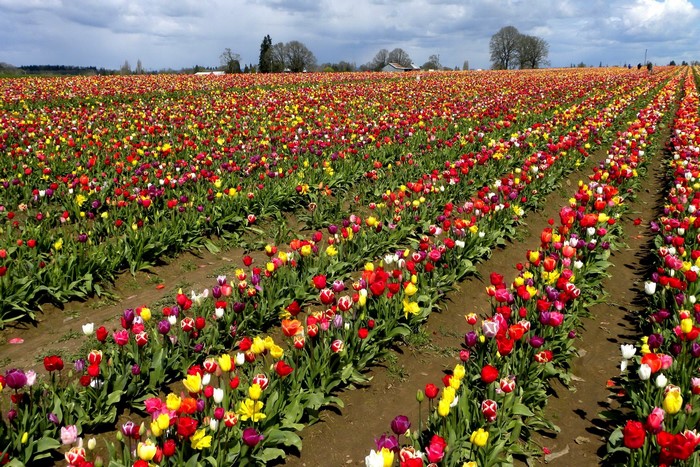 Field of colorful tulips