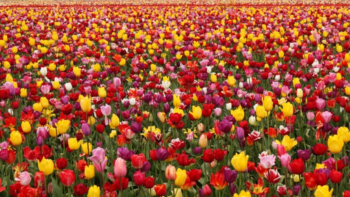 Field of colorful tulips