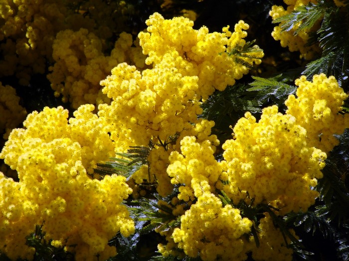 Silver wattle