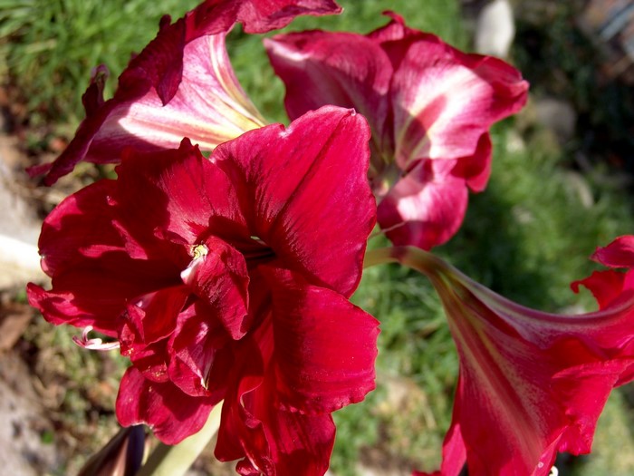 Red Amaryllis flowers with white streaks