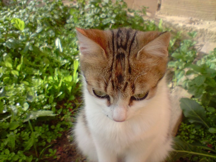 Cats