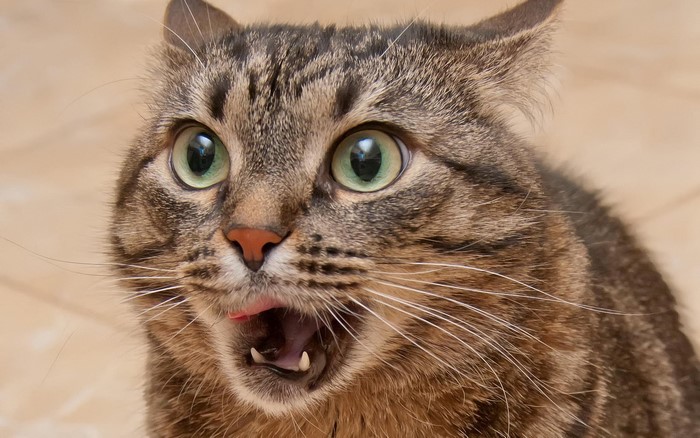 Close-up of a tabby cat with mouth open