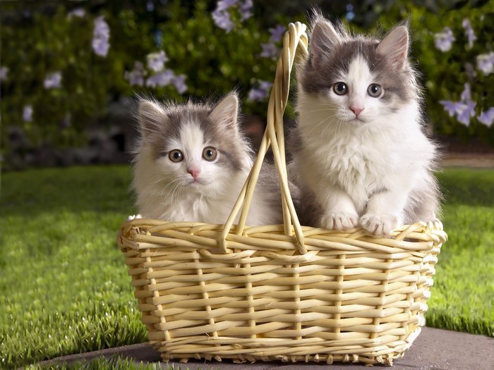 Two fluffy kittens in a basket
