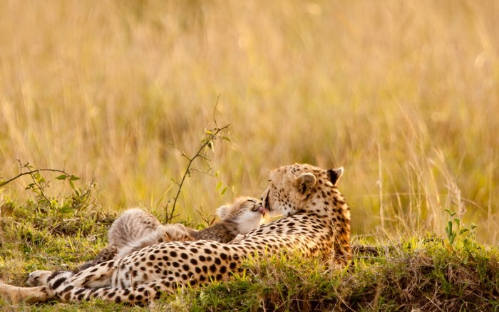 Mother Cheetah and Cub in Tall Grass