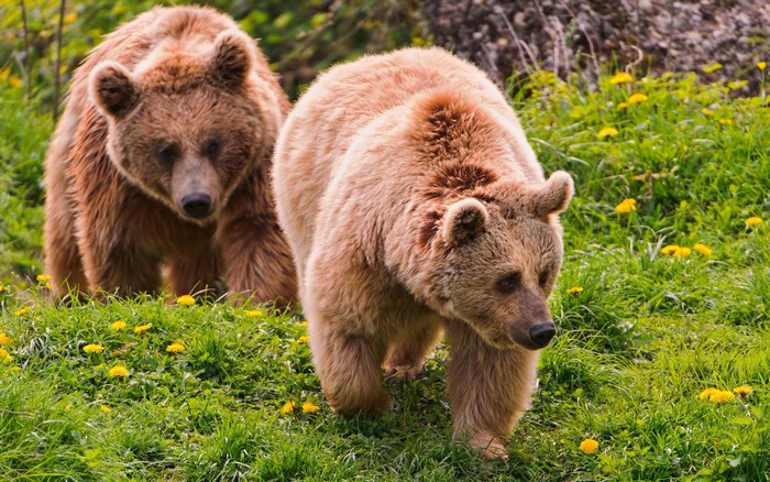 Two brown bears walking in a grassy field