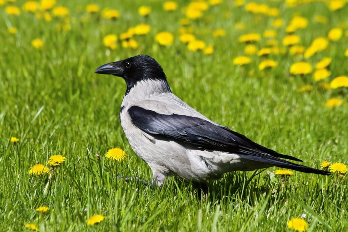 Hooded crow standing in a field of dandelions