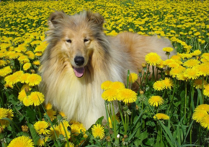 Dogs Dandelions Collie