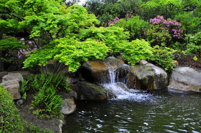 Japanese Maple Trees and Waterfall in a Garden