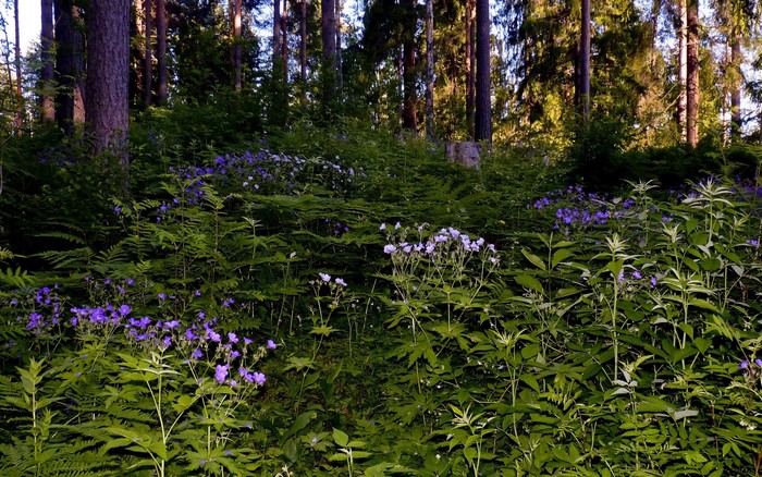 Forest floor with purple flowers and ferns