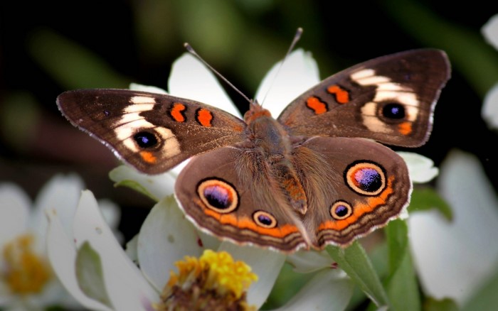 Common Buckeye butterfly on a white flower