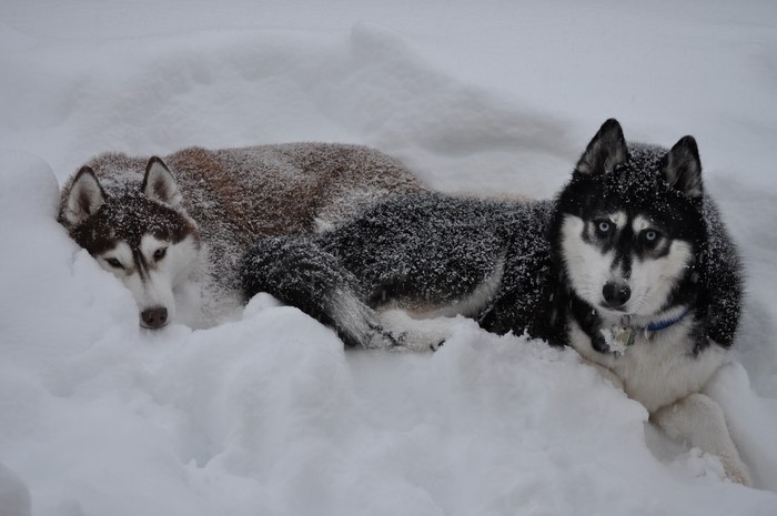 Two Huskies lying in the snow