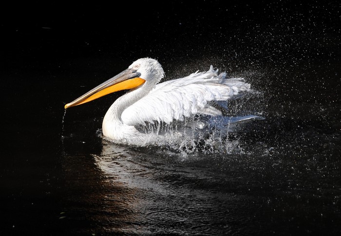 A Dalmatian pelican shakes water off its feathers in dark water