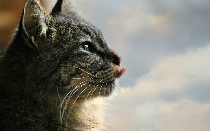 Close-up of a tabby cat licking its nose