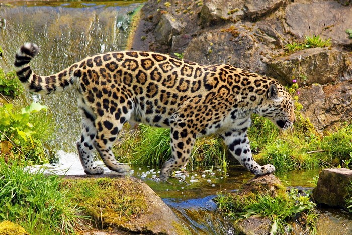 Jaguar walking near a waterfall