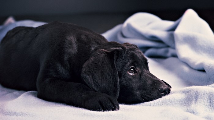 Black Labrador puppy lying on a blanket