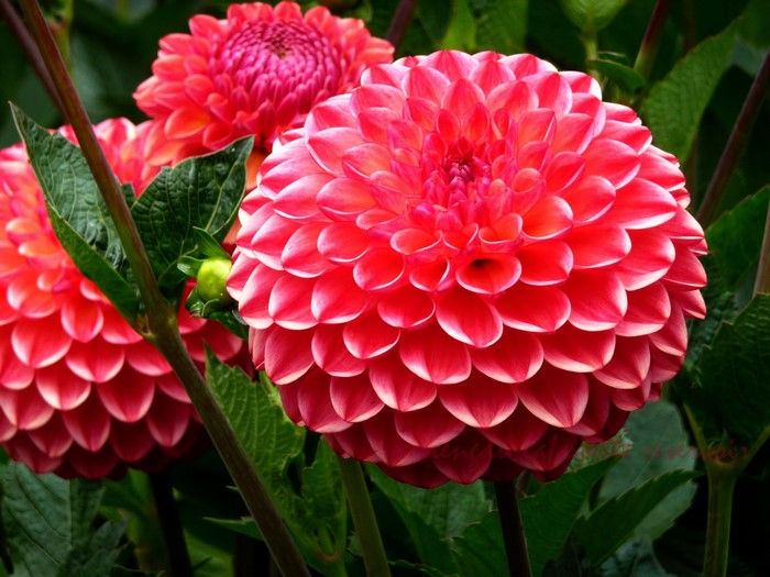 Close-up of vibrant red and pink Dahlias