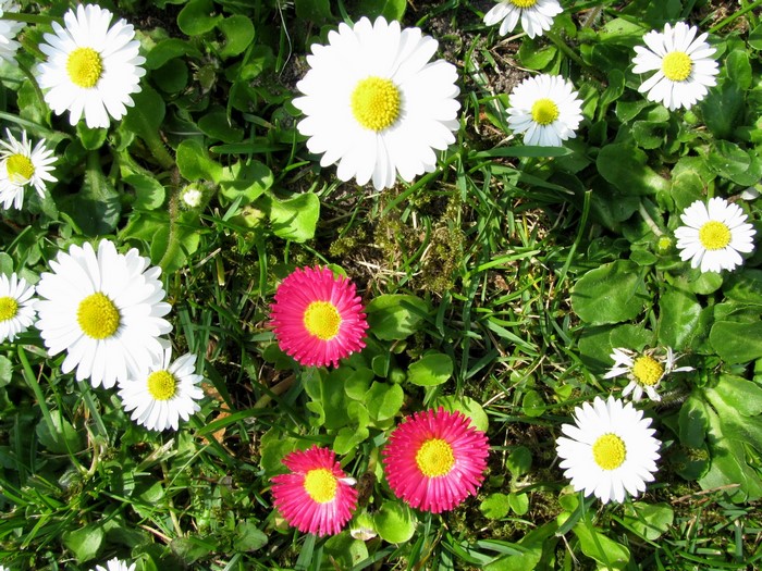 Daisies in green grass