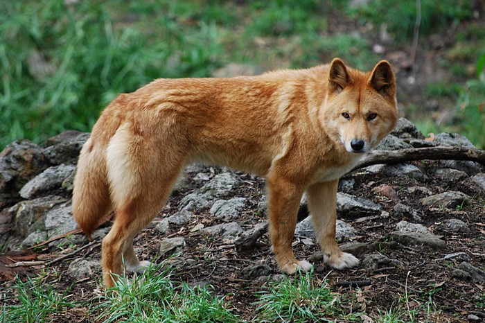 A dingo stands on rocky ground with grass