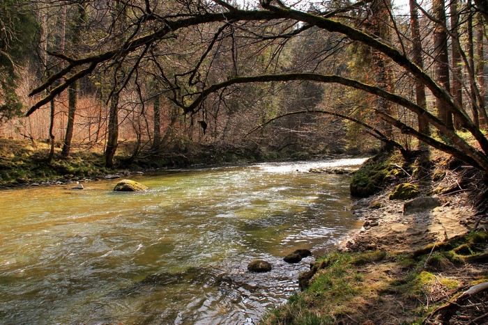 River flowing through a forest with bare trees