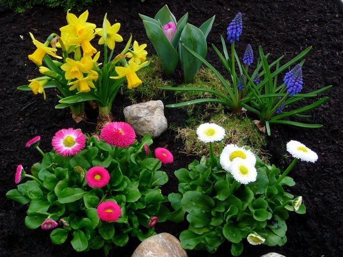 Daffodils, Tulips, Muscari, and Daisies in Garden
