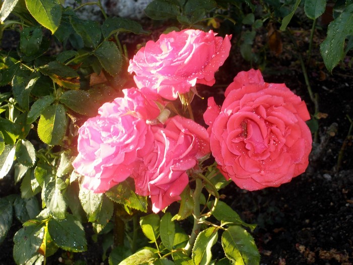 Pink roses with water droplets