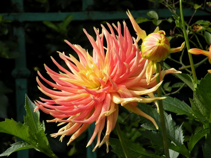 Pink and yellow dahlia flower with bud