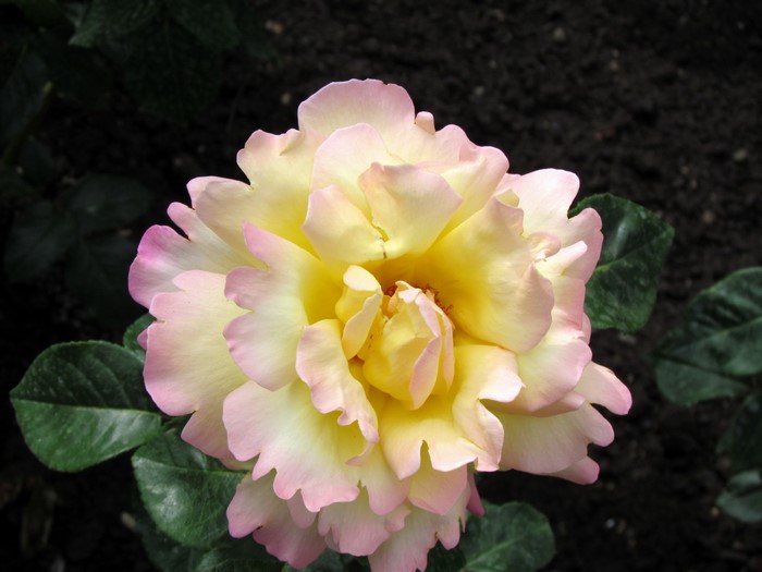 Yellow and pink rose with green leaves