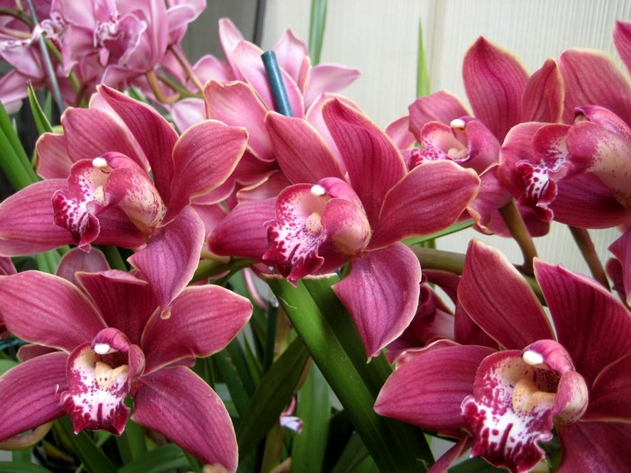 Close-up of deep pink cymbidium orchids