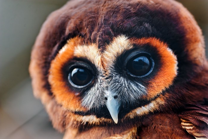 Close-up of a brown owl with large eyes