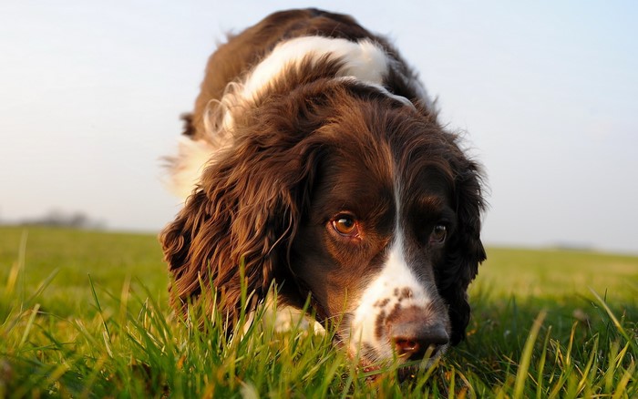 English Springer Spaniel dog in grass