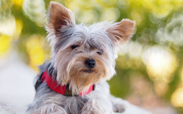 Yorkshire Terrier with red collar