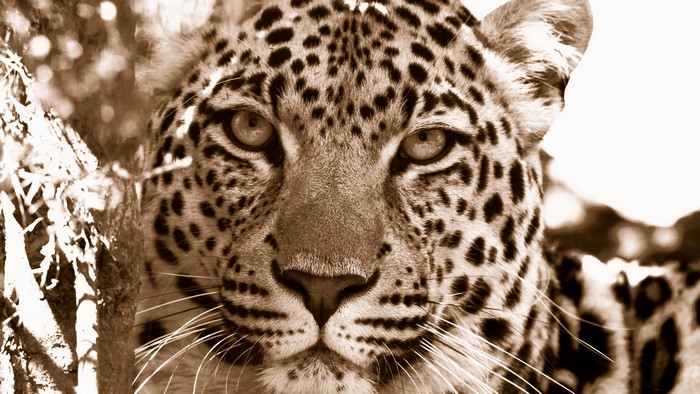 Close-up of a leopard's face