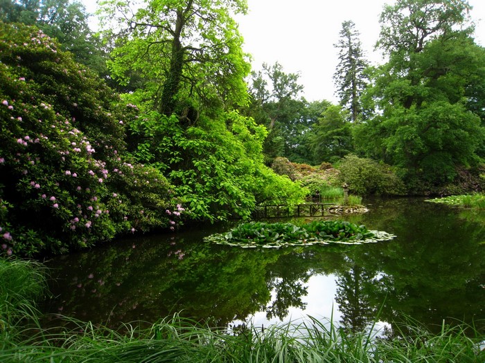 A tranquil lake surrounded by lush greenery and flowering bushes