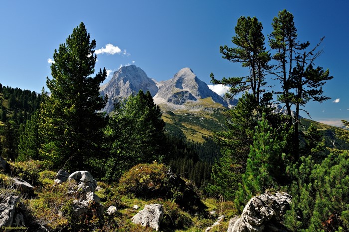 Mountains and pine trees under a blue sky