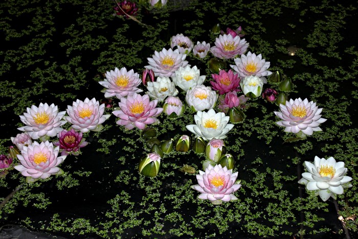Water lilies floating on a pond covered in duckweed