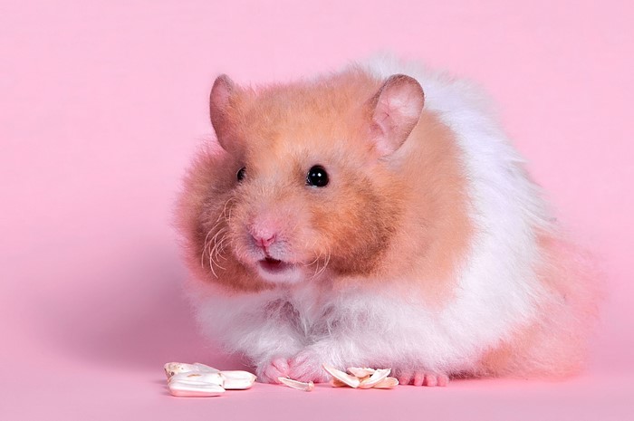 Syrian hamster with sunflower seeds on pink background