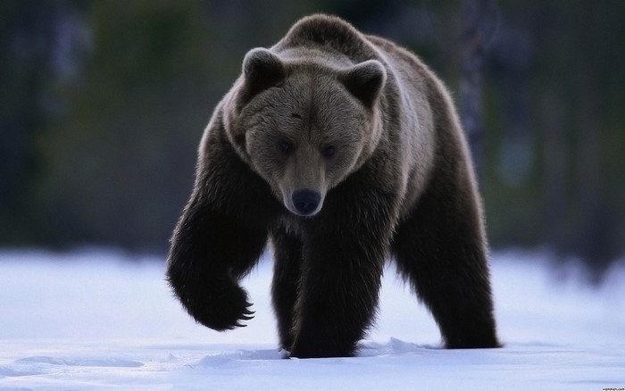 Brown bear walking on snow