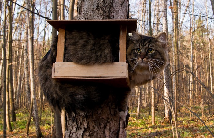 Fluffy cat stuck in a birdhouse on a tree