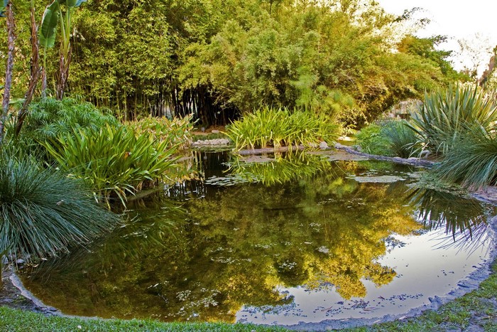 Pond with bamboo and aquatic plants in a botanical garden