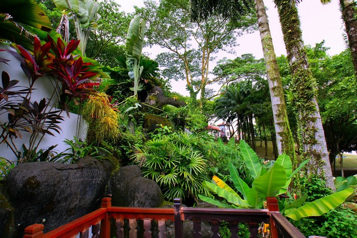 Tropical park with lush vegetation and trees