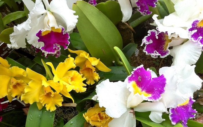 White and yellow orchids with purple centers