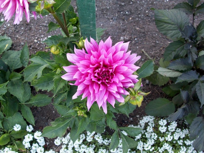 Pink Dahlia flower in a garden