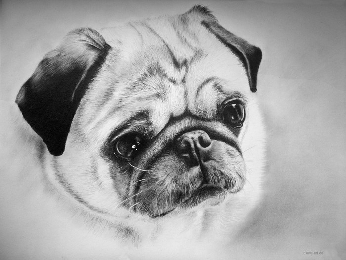 Pug dog portrait