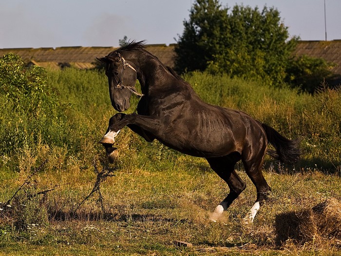 A black horse rears up in a field