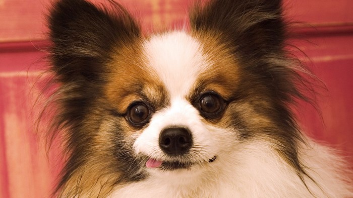 Close-up of a Papillon dog with its tongue out