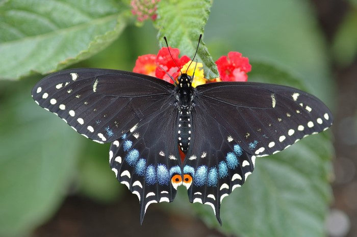 Black butterfly with blue and white spots on a flower