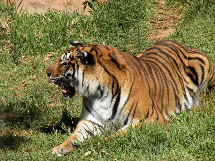 Tiger lying in green grass